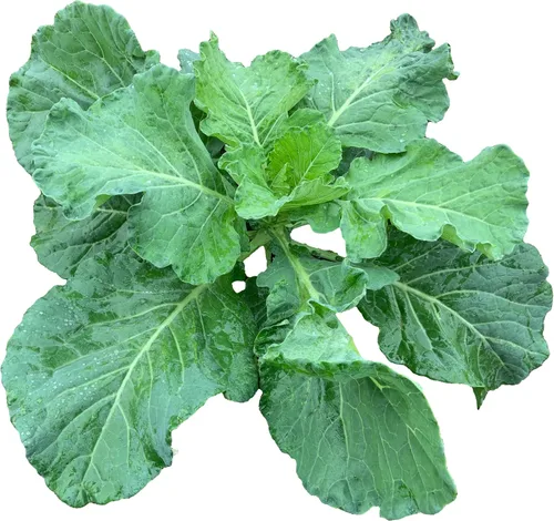 Miniatura 19 de 50 Hale's Best Cantaloupe Seeds for Planting - Sweet Aromatic Heirloom, Non-GMO, USA Grown by RDR Seeds