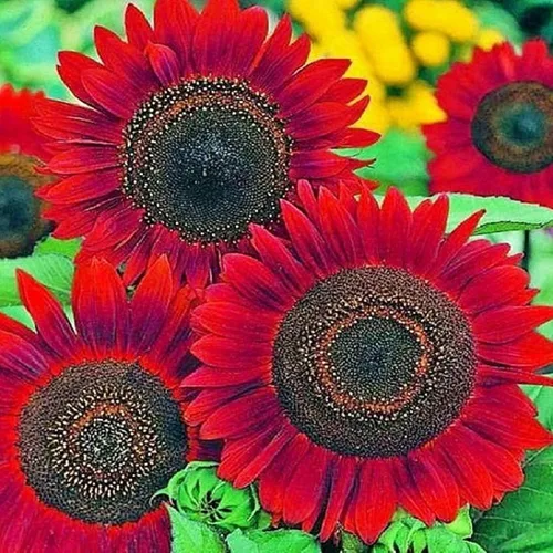 Miniatura 6 de Semillas de mezcla de girasol para plantar – Más de 100 semillas de girasol sin OMG – Plantar y cultivar jardín de flores al aire libre en casa, 2