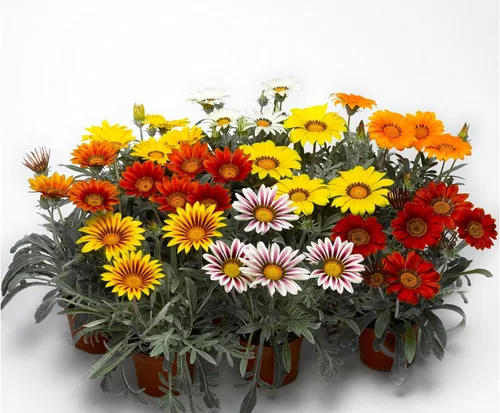 Miniatura 3 de Semillas Treasure Flower Mix (Gazania) Flores anuales para plantar