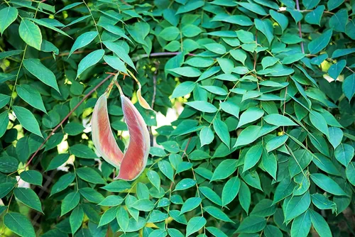 Miniatura 6 de Plántula de árbol vivo para plantar - Cultivar plantas de árboles vivos - No se envía a California (Pacana del Norte)