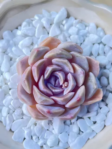 Miniatura 27 de Succulent Plants Live– Easy Care Bare Root Succulents for Indoor Outdoor Decor, Mini Live Plants for Home, Garden, Office, & Gift Ideas