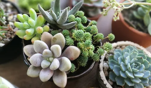 Miniatura 2 de Gardenera Mezcla de cultivo orgánica: desbloquea el potencial de tus plantas con este medio de siembra superior, 1 cuarto de galón