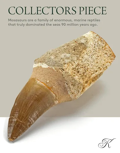 Miniatura 2 de KALIFANO Auténtico fósil de trilobite grande de artrópodo Calymene de Marruecos - Trilobita marina/Calymene para colecciones de fósiles y fines