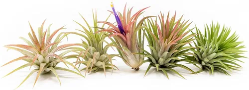 Paquete de 12 plantas de aire Ionantha mexicanas, los colores y la forma varían debido a la estacionalidad, suculentas de Tillandsia vivas para