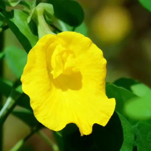 Miniatura 7 de Semillas de flor de guisante de mariposa para plantar, 35 semillas de Clitoria mixtas, semillas de clitoria sin OMG para jardín ornamental, bonsái