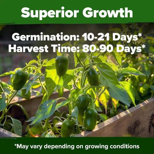 Miniatura 2 de HOME GROWN Semillas de pimiento jalapeño más de 129 semillas tradicionales sin OMG para plantar, alta germinación, pimientos picantes de calor suave