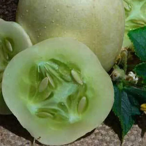 Crystal Semillas de pepino de manzana, 1 onza ~ 700 semillas, reliquia, polinizada abierta, sin OMG, semillas de jardinería agrícola y vegetal
