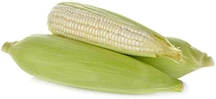Corn Country Gentleman White Great Heirloom Vegetable by Seed Kingdom Bulk Semillas de 1/4 libras