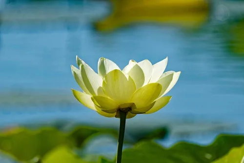 Miniatura 4 de Semillas de flores acuáticas y de estanque "American Lotus" para plantar, 2 semillas por paquete, semillas de jardín de Isla