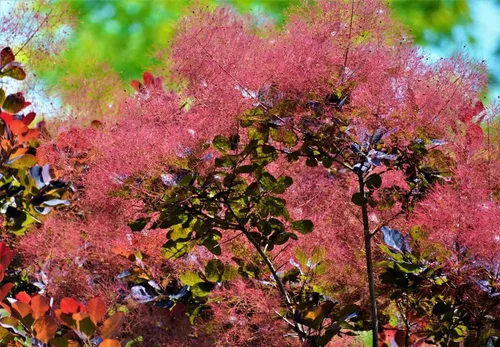 Miniatura 2 de Semillas de bonsái de árbol de humo para plantar - 40 semillas para crecer de Cotinus coggygria - Flores rosas exóticas en forma de humo