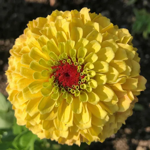 Miniatura 92 de Eden Brothers - Semillas de zinnia, cactus con flores, sin OMG, plantar en primavera, paquete, flores de bajo mantenimiento, zonas 3, 4, 5, 6, 7, 8
