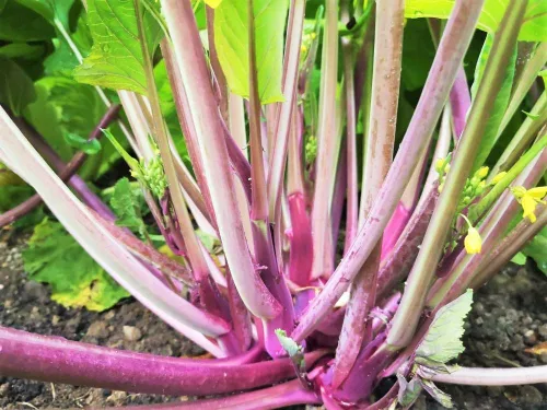 TomorrowSeeds - Semillas Hon Tsai Tai Purple Yu Choy Sum - Más de 1500 unidades - para siembra 2025 Hong Caitai Red Chinese Flowering Repollo Chino