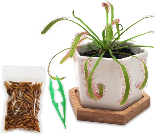 Plantas carnívoras Sundew vivas con maceta de cerámica hexagonal blanca moderna de 2.7" con platillo + comida para trampa de Venus, pinzas de