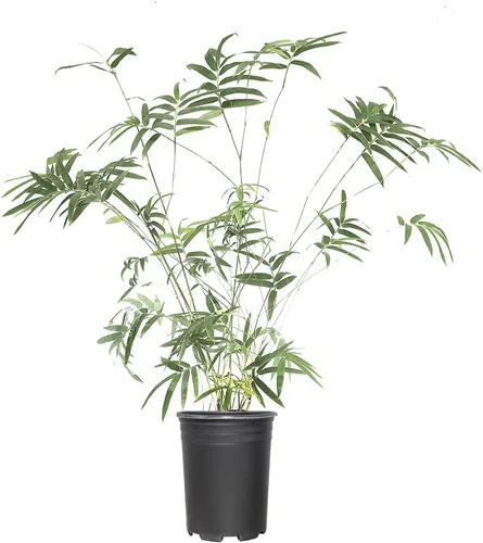 Caja de 4 Plantas - Fernleaf Agrupación de Bambú - Bambusa Multiplex 'Fernleaf'