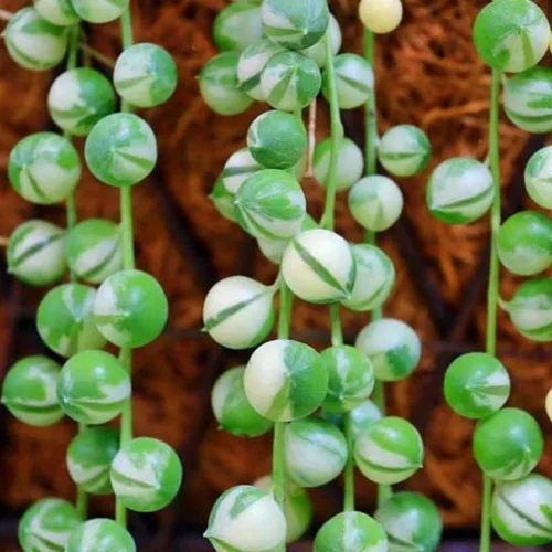 Miniatura 2 de Planta de cadena de perlas vivas para plantar, maceta de cadena de perlas, planta de cadena de perlas vivas, completamente enraizada, planta