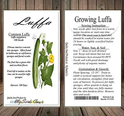 Miniatura 5 de Paquete grande – (100) semillas de luffa Luffa Cylindrica – Paño de cocina o frutas de calabaza Luffa crecen hasta aproximadamente 2 pies – Semillas