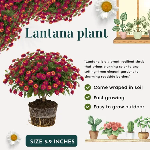 2 plantas de Rose Lantana árboles vivos, listos para florecer, resistentes estaciones de floración larga, fragantes perennes coloridos y vibrantes,
