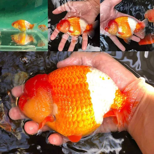 Miniatura 9 de HULX Goldfish - Pellets de hundimiento de alimentos para gran músculo y aumento de peso masivo, suero mezclado con alto contenido de proteínas, 60%