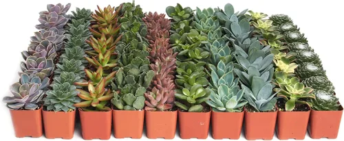 Shop Succulents Paquete de plantas suculentas surtidas, colección a granel, mini plantas suculentas vivas, bajo mantenimiento, mezcla de colores y