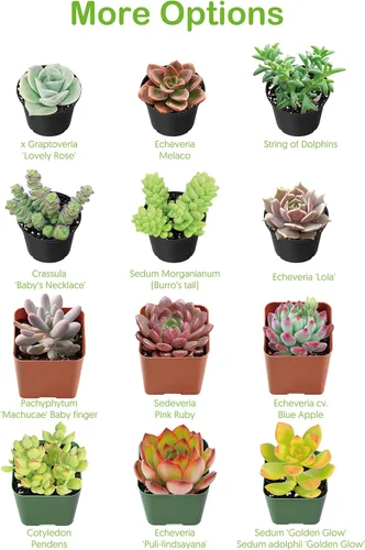 Miniatura 3 de Suculentas vivas de 2 pulgadas de jade trompeta, raras plantas suculentas totalmente enraizadas en macetas, planta de casa única para bricolaje
