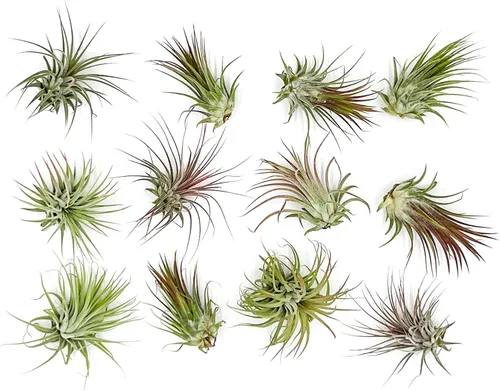 Miniatura 3 de Plantas de aire ragnaroc - Paquete de Tillandsia Ionantha, regular de 1-3" - 12 unidades - Llegada viva garantizada - Plantas de casa
