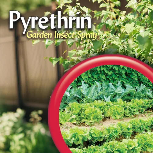 Miniatura 9 de Bonide Products 857 - Líquido para rociar para jardín Pyrethrin, 8 oz.