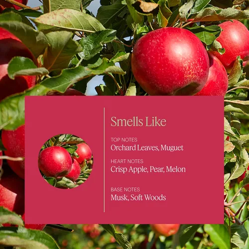 Miniatura 2 de Aera Mini huerto de manzanas – Aceite esencial para el hogar – Fragancia crujiente afrutada – Notas de manzana Macintosh y hojas de huerto