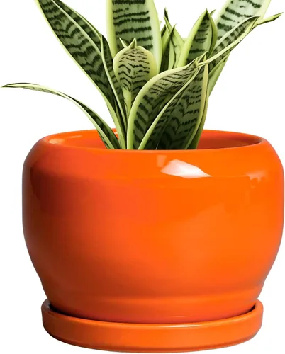 Miniatura 33 de SQOWL Macetas de cerámica – Maceta de 6 pulgadas con orificio de drenaje y bandeja, maceta redonda para plantas de interior, maceta decorativa
