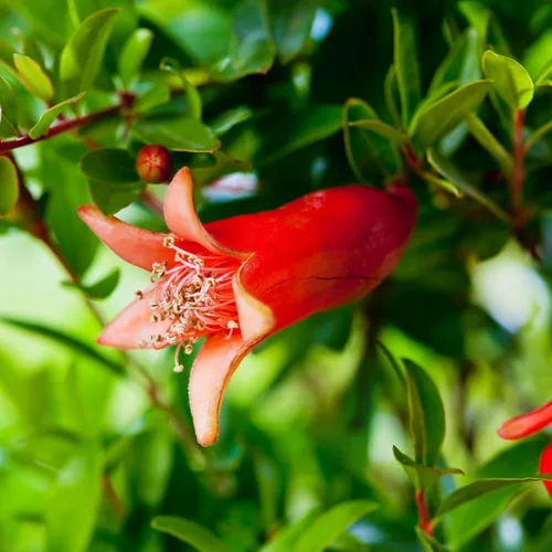 Miniatura 4 de Granada Salavatski Viva en Venta (Paquete de 4) Plantas Fáciles de Cultivar Planta de Fruta Comestible para Vida Sostenible Cultiva Tu Propia