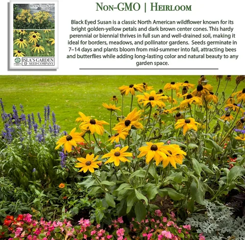Miniatura 3 de Semillas de flores Susan de ojos negros, más de 3000 semillas por paquete, flores silvestres amarillas brillantes, nombre botánico: Rudbeckia hirta