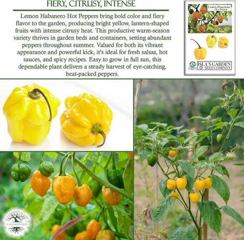 Miniatura 5 de Semillas de pimiento picante Habañero de limón para plantar, más de 25 semillas de reliquia por paquete, semillas de jardín de Isla