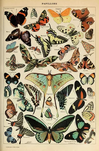 Miniatura 10 de Ovfovy Póster vintage de hongos con marco de madera, estilo retro de pintura botánica de pared, póster de tabla de referencia ilustrativa para sala
