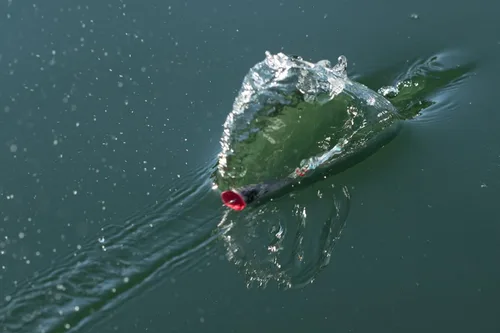 Miniatura 12 de Berkley - Señuelo de pesca Choppo para superficie del agua, de 4.72 in, hélice mejorada para máxima perturbación de la superficie, equipado