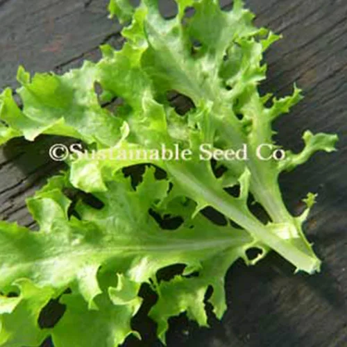 Semillas de lechuga Tango – 1 onza ~ 25,000 semillas – Semillas de jardinería agrícola, de polinización abierta, sin OMG, semillas de jardinería