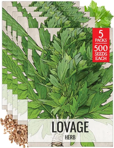 Miniatura 9 de Seed Needs Semillas de apio para plantar hierbas culinarias tradicionales sin OMG, 2 paquetes