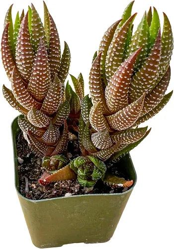 Miniatura 11 de Sprout N Green Pachyphytum compactum, 1 planta suculenta viva totalmente enraizada en macetas de 2 pulgadas con mezcla de tierra, planta de casa