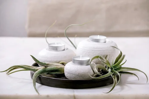 Miniatura 9 de Planta de aire con poca luz (4 unidades) Tillandsia Plantas de aire vivas Plantas de interior vivas Plantas de interior vivas Plantas suculentas