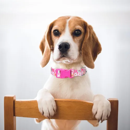 Miniatura 31 de Collares de Perro para Niñas con Patrones de Margaritas, Lindo Collar Rosa para Perras, Collares Ajustables Blandos y Duraderos para Perros XS 12