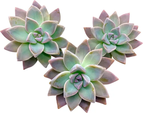Miniatura 26 de Tallos de Suculentas Vivas (3 Sedum Morganianum Colas de Burro), Plantas Suculentas Vivas, Planta Suculenta SIN Raíces, Plantas de Casa Vivas