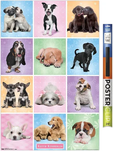 Miniatura 16 de Trends International Póster de pared Puppies Cuties, 22.375 x 34 Versión con marco negro