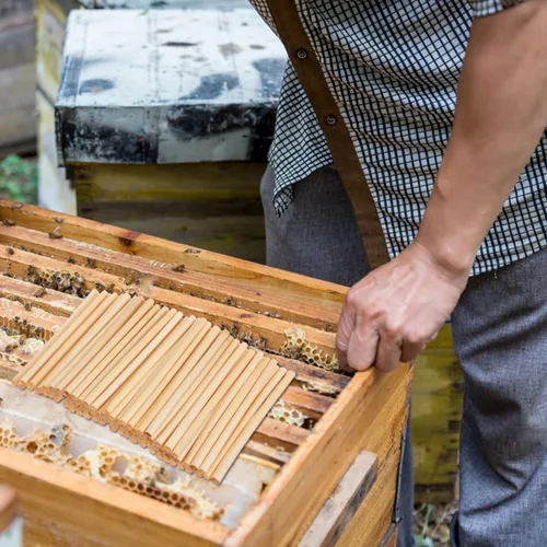 Miniatura 5 de GANAZONO 500 tubos de nido de abeja para nido de abeja, tubos de repuesto para casa de abejas, tubos de repuesto reemplazables para abejas, tubos