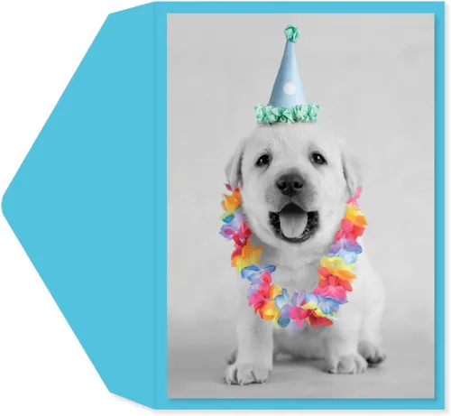 Miniatura 15 de Graphique Tarjeta de Cumpleaños All Wrapped Up Perfecta para Cualquier Persona que Ama a los Perros Familia y Amigos Sobre Coordinado