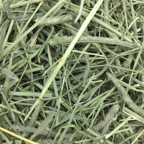 Miniatura 7 de Oxbow Western Timothy Hay para Mascotas Pequeñas – Heno de Hierba Totalmente Natural para Conejos, Cobayas y Chinchillas – Alto en Fibra