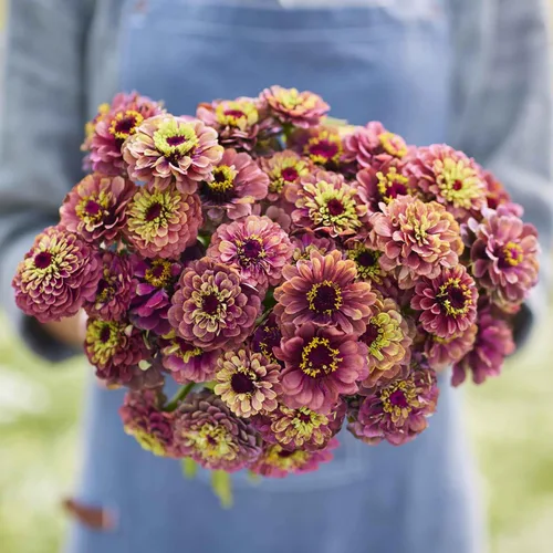 Miniatura 104 de Eden Brothers - Semillas de zinnia, cactus con flores, sin OMG, plantar en primavera, paquete, flores de bajo mantenimiento, zonas 3, 4, 5, 6, 7, 8
