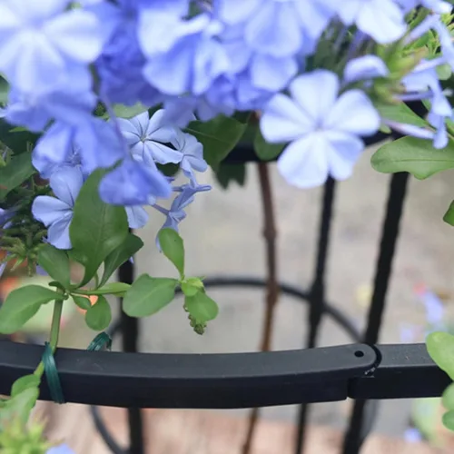Miniatura 6 de Enrejado para plantas de interior Enrejado en forma de paraguas para plantas trepadoras Enrejado de jardín interior, enrejado de jardín, estaca