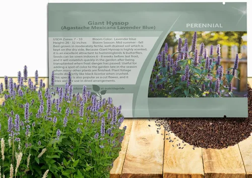 Outsidepride Semillas de hisopo gigante azul lavanda para plantar, 2000 piezas de semillas de jardín de hierbas perennes con flores fragantes