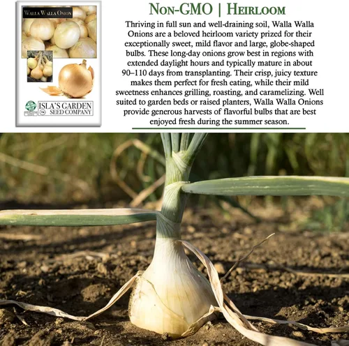 Miniatura 3 de Walla Walla - Semillas de cebolla dulce española (Allium cepa) – Más de 300 semillas de reliquia sin OMG de Isla's Garden Seeds, sabor extra dulce