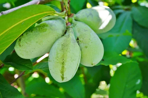 Semillas de árbol de pata de pata para plantar | 6 semillas | Árbol frutal comestible, fabricado en Estados Unidos | Divertido y fácil de cultivar
