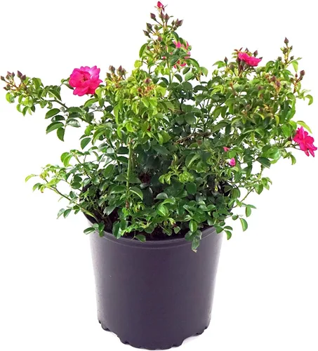 Miniatura 7 de Planta viva de Green Promise Farms Flower Carpet Roses ROSA `FLOWER CARPET PINK` Pink Flower Arbusto #2 Tamaño Contenedor Rosa