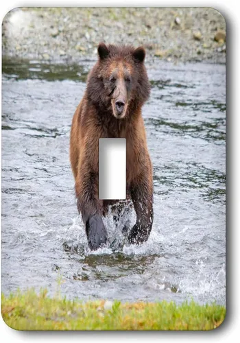 Miniatura 2 de 3dRose Oso pardo persigue después de una cena de salmón en Pack Creek. - Cubiertas de interruptores de luz (lsp-380598-6)